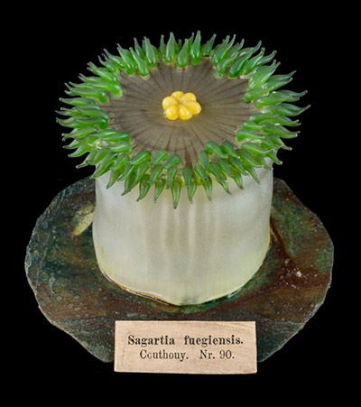 Antholoba achates
